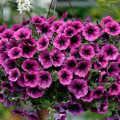 Петунія ампельна Парпл Вельвет F1, насіння артикул фото 1 Петунія ампельна Парпл Вельвет F1, насіння зображення 1 артикул 66284