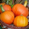 Гарбуз Святковий десерт F1, насіння зображення 1 артикул 65366