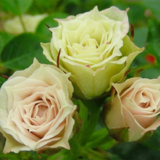 Троянда спрей Грін Даймонд зображення 6