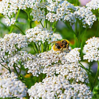 Ахілея (деревій звичайний) Вайт Б’юті зображення 4