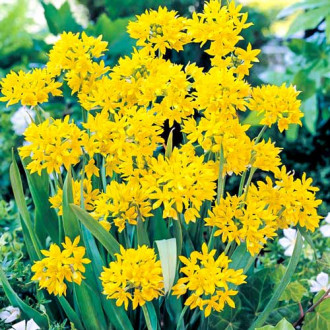 Алліум Молі зображення 9