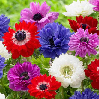 Анемоны, смесь окрасок рисунок 14