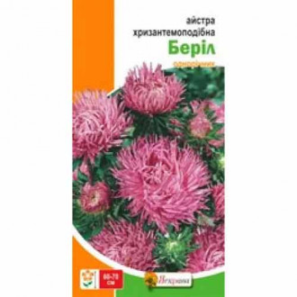 Айстра хризантемоподібна Беріл зображення 2