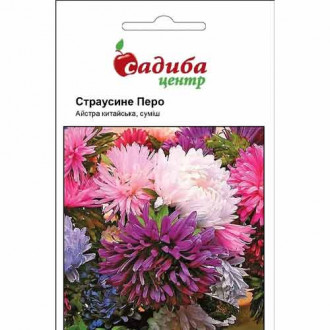 Айстра Страусове перо, суміш забарвлень Садиба центр зображення 1