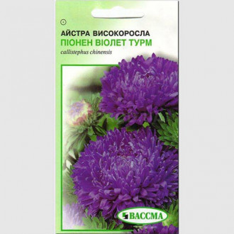 Астра Пионен Виолет Турм Seedera рисунок 5