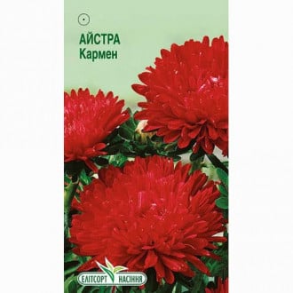 Астра Кармен Элитсорт рисунок 3