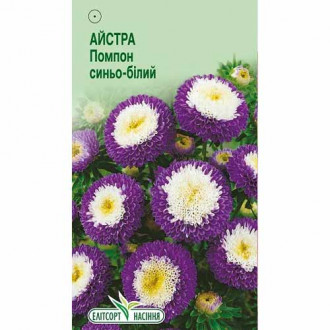 Айстра Помпон синьо-білий Елітсорт зображення 3