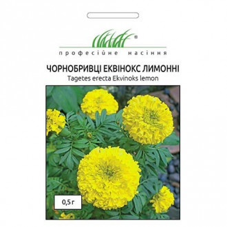 Чорнобривці Еквінокс помаранчеві Професійне насіння зображення 5