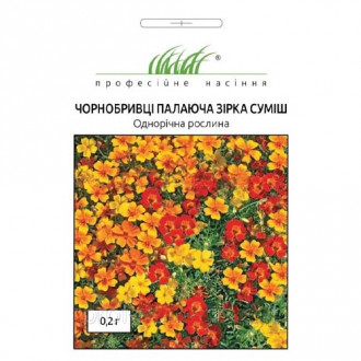 Чорнобривці Палаюча зірка, суміш забарвлень Професійне насіння зображення 6