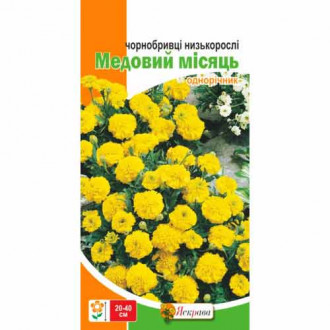 Чорнобривцi низькі Медовий місяць жовті Яскрава зображення 5