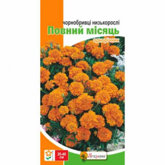 Чорнобривцi низькі Повний місяць помар Яскрава зображення 6