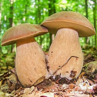 Білий гриб дубовик зображення 4