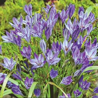 Бродіея (Brodiaea) зображення 5