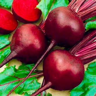 Буряк столовий Бона Імперія насіння 100 г зображення 12