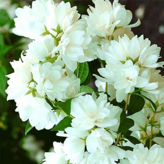 Садовый жасмин чубушник — доступная красота в любом саду