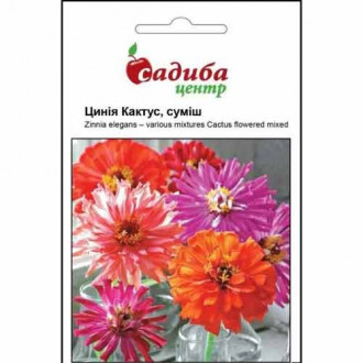 Цинія Кактус, суміш забарвлень Садиба центр зображення 5