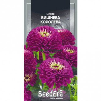 Цинния Вишневая Королева Seedera рисунок 2