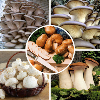 Суперпропозиція! Комплект грибів для вирощування в домашніх умовах з 5-ти упаковок зображення 12