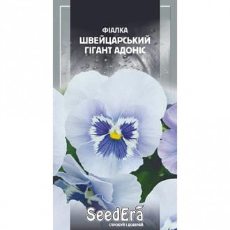 Фіалка Швейцарський гігант Адоніс Seedera зображення 2