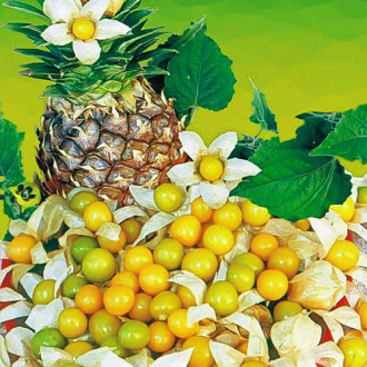 Фізаліс Ананасний Seedera