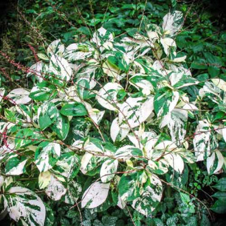 Горець японський Варієгата Компакта