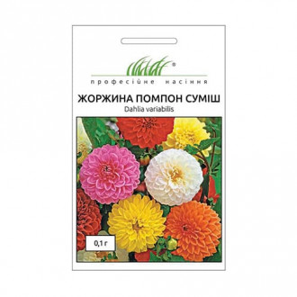 Жоржина Помпон, суміш забарвлень Професійне насіння зображення 5