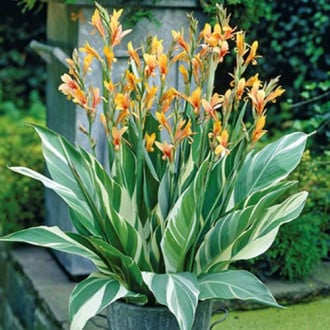 Канна Stuttgart (Variegated) зображення 3