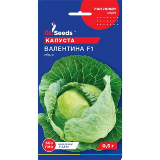 Капуста белокочанная Валентина F1 GL Seeds рисунок 5