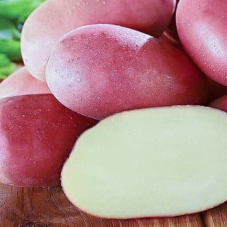 Картопля Фламенко зображення 5