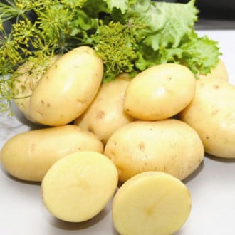 Картопля Імпала зображення 2