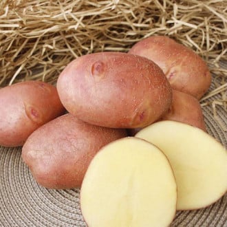 Картопля Рокко зображення 5