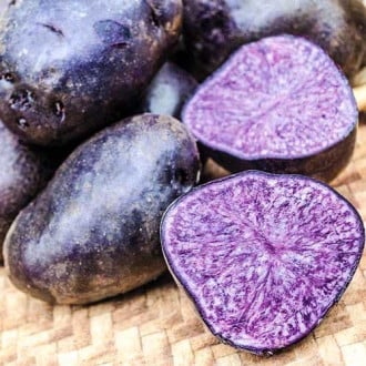 Картофель Фиолетовый рисунок 3