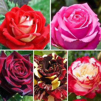 Комплект чайно-гібридних троянд Пристрасть із 5 сортів зображення 3