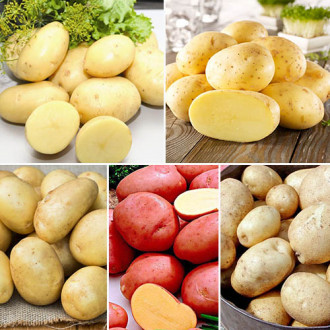 Комплект картофеля Топового картофеля из 5 сортов рисунок 1