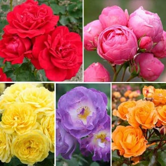 Комплект троянд флорібунд Квітковий маскарад з 5 сортів зображення 6