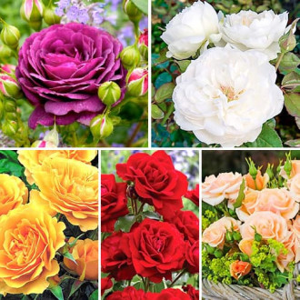 Комплект троянд флорібунда Кольоровий Мікс з 5 сортів зображення 3