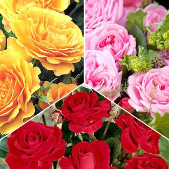 Комплект троянд флорібунда Триколор з 3 сортів зображення 5