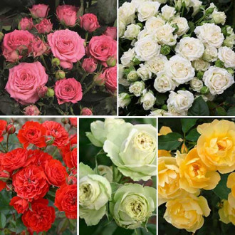 Комплект троянд спрей Кольоровий мікс із 5 сортів зображення 4