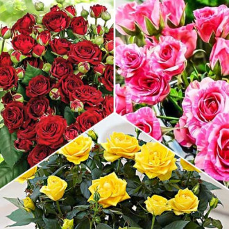Комплект троянд спрей Триколор з 3 сортів зображення 6