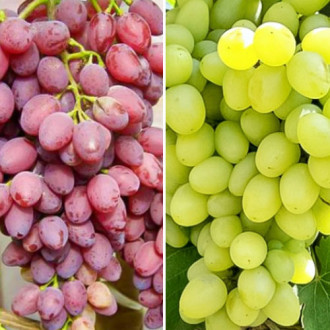 Комплект винограду Асорті з 2 сортів зображення 3