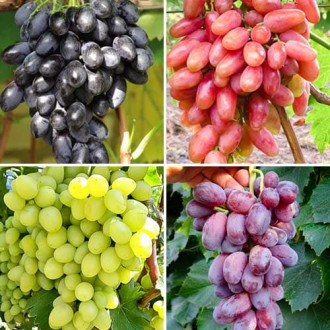 Комплект винограду Гордість виноградників з 4 сортів зображення 4