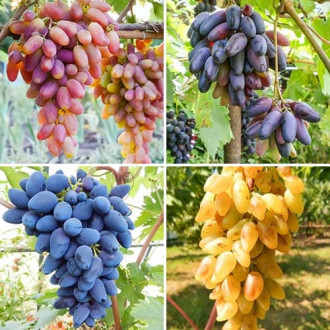 Комплект винограду Пальчиковий бум з 4 сортів зображення 6
