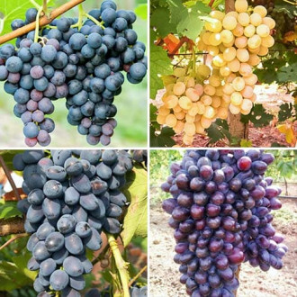 Комплект винограда Искушение из 4 сортов рисунок 6