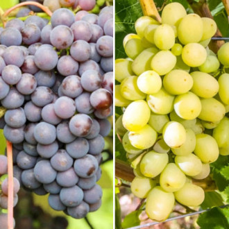 Комплект винограду Суперморозостійкий з 2 сортів зображення 6