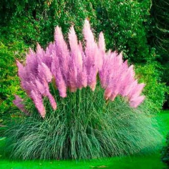 Кортадерія (пампасна трава) рожева зображення 4