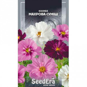 Космея Пікоті, суміш забарвлень Seedera зображення 2