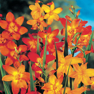 Крокосмия микс, смесь окрасок рисунок 18