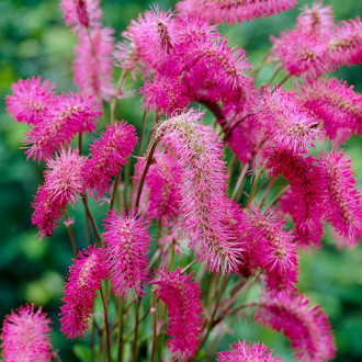 Кровохлёбка Пинк Брашес (Sanguisorba Pink Brushes) рисунок 2