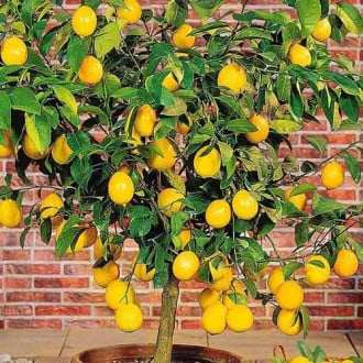 Лимон, саженцы рисунок 1