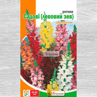 Левовий Зев високорослий, суміш забарвлень зображення 4